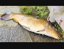 【釣り・VLOG】見次公園で鯉釣り＠志村坂上と上板橋の間、買い物ついでの釣行【P30 Pro】