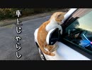 野良猫の車上じゃらし No.2『よくズル滑る子』