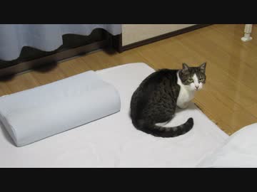 もう寝たい猫