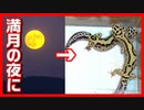 【満月の効果はあるのか？】満月の効果でレオパの繁殖が成功するかやってみた！！