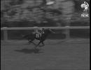 1951年 第172回ダービーステークス(Derby Stakes) アークティックプリンス(Arctic Prince)