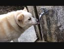 水銀くんの日常【愛犬の散歩編】