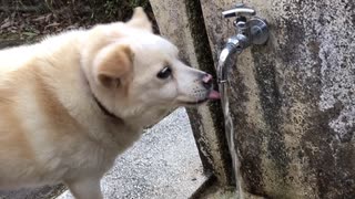 水銀くんの日常【愛犬の散歩編】