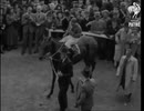 1948年 第169回ダービーステークス(Derby Stakes) マイラヴ(My Love)