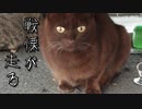 仲間が他のボスから襲われた時の野良猫の表情