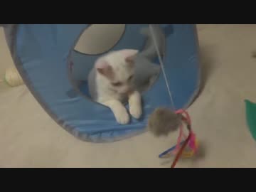 5年越しの猫おもちゃ、猫の鏡コントの舞台になる