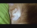 拾いねこ＠生後2853/2820日目　ばばんばばんばんばん。にゃんこ飼えよ！