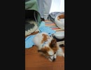 【1秒動画】忙しい方向けのうちのワンコ（パピヨン）