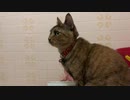 ちゃんとおーちゃん語で話しかけないと返事してくれない猫