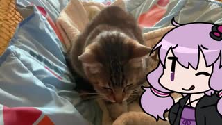 うちの～　にゅぁんこ！