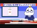 【むしゃたろうニュース】ナゾの生き物"むしゃたろう"の正体に迫る！【自己紹介動画】