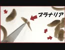 切ると命が増える「プラナリア」を3倍に増やしてアリに食べさせたら・・・。