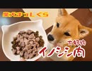 【魅惑のディナータイム】グルメ通の柴犬は愛媛県産イノシシ肉が大好物