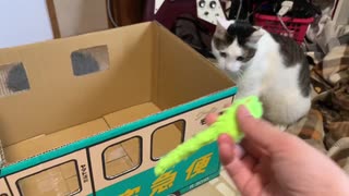 おもちゃを取るのが不器用すぎる猫