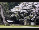Nikon　D1X　安曇野市４月下旬　２