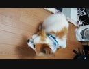 リビングを歩くワンコ（パピヨン）2