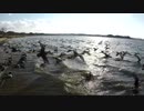死闘！鳥たちのグルメレース【天国と地獄】