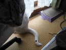 チンアニャゴ