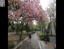 2015 Travel in Tokyo,Japan