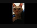 ”かいちゃん”にガン寄りするだけの動画
