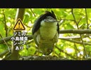 4月29日今日撮り野鳥動画まとめ　【閲覧注意】ツミの小鳥捕食シーン