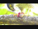 【閲覧注意】ツミの小鳥捕食シーン
