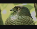ツミの鳴き声