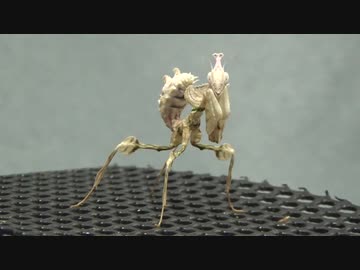 ［閲覧注意!!］再編集　ニセハナマオウ カマキリにゴキブリを食べさせてみた。( Idolomantis diabolica)