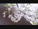 【Reset（「大神」主題歌）】フルートで演奏してみた【みり】