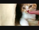 猫カフェ大好き3