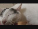 猫を適度にかわいがってみた