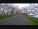 自転車で大垣市桜巡り 大島堤サイクリングロード 【Open JTalk】