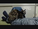 臭い足とイビキを我慢する猫
