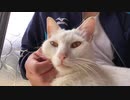 悪の組織のボスが飼ってるタイプの猫