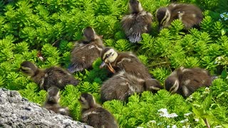 0430【志村どうぶつ園のカルガモ9羽、放映分直後】カルガモ親子✨と粘着ストーカー□【今日撮り野鳥動画まとめ】身近な生き物語　