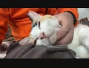 オス三毛猫、頭脳は大人で体は子猫になる