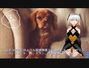 SCP-367 - 小さな犬