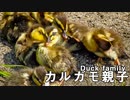 カルガモ親子の高速川下り