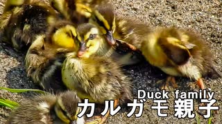 カルガモ親子の高速川下り