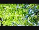 【歌ってみた】you/癒月【ひぐらしのなく頃に】
