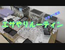 【アリの飼育記#176】15種類以上のアリを飼育する男のルーティン【ショートバージョン】方言実況付き