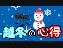 【アリの飼育記#177】アリの越冬の過ごし方　Notes on ant rearing in the winter season