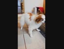 右前足が滑ってしまうワンコ（パピヨン）