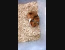 睡眠妨害してしまう飼い主【ゴールデンハムスター】