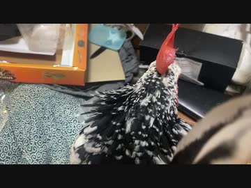 我が家のニワトリ