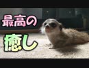 【癒し動物】ミーアキャットの赤ちゃんがくつろいでる姿が可愛い