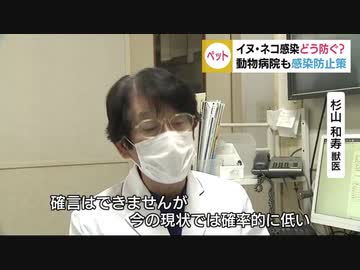 ペットはコロナに感染する？　獣医が教える大事なペットを守るための対策