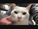 毛むくじゃらのエンジン音