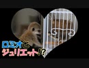 【ラブラブ】ミーアキャットとフクロモモンガの仲良し動画♡のはずでした、、