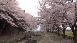 【リアルあつ森】「裏山探索その１」